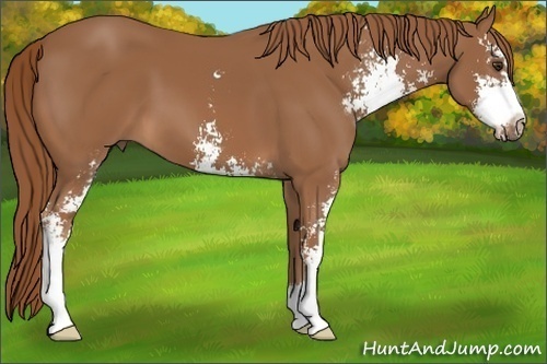 Horse Color: Chestnut Sabino 