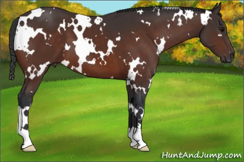 Horse Color:White Spotted Bay 