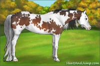 Horse Color:White Spotted Bay Splash 