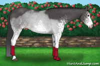 Horse Color:White Spotted Brown 
