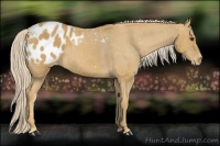 Horse Color:Palomino Appaloosa 
