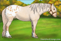 Horse Color:Chocolate Palomino Roan Dun Blanket