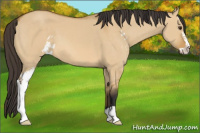Horse Color:Buckskin Dun Sabino 