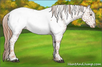 Horse Color:Chestnut Appaloosa 
