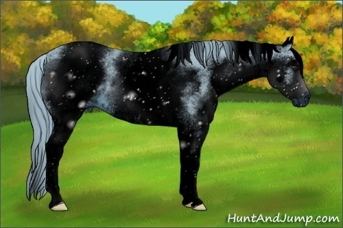 Horse Color:ERROR: UNKNOWN ANOMALY