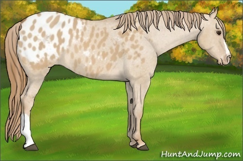 Horse Color: Red Dun Blanket 