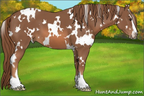 Horse Color: White Spotted Liver Chestnut Sabino 