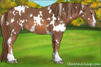Horse Color:White Spotted Liver Chestnut Sabino 