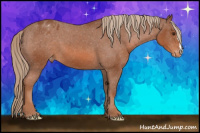 Horse Color:Chestnut Appaloosa