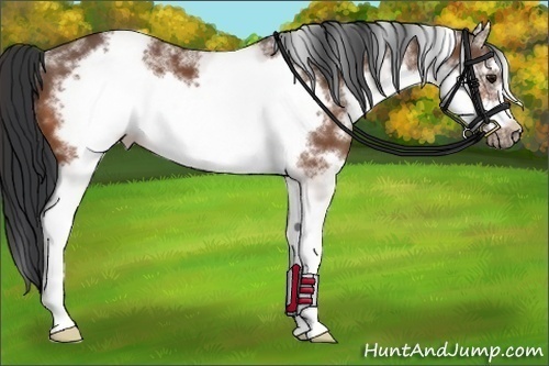 Horse Color:White Spotted Bay Frame 