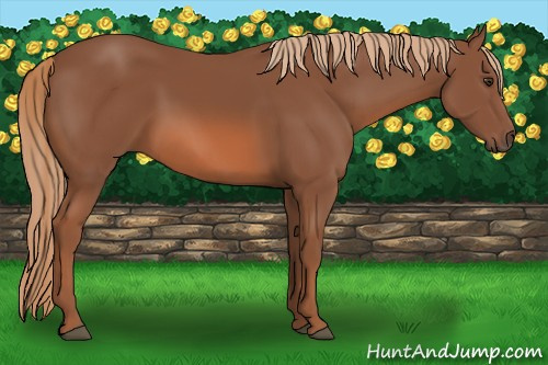 Horse Color: Chestnut 