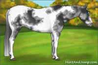 Horse Color:White Spotted Black Splash Tobiano Frame Appaloosa 