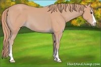 Horse Color:Watercolor Chestnut Sabino 