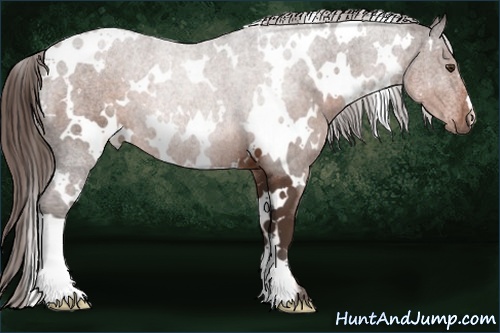 Horse Color: White Spotted Liver Chestnut 