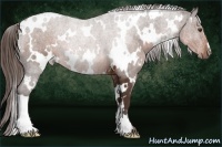 Horse Color:White Spotted Liver Chestnut