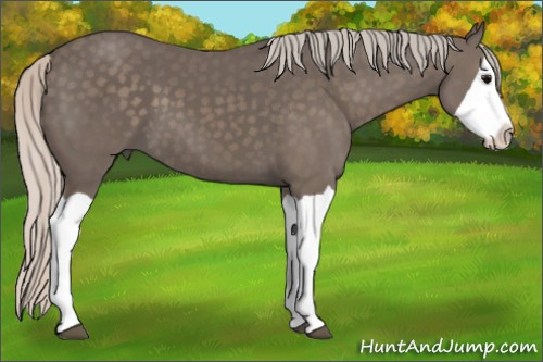 Horse Color: Silver Black Splash 