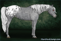 Horse Color:Silver Brown Chinchilla Blanket Rabicano