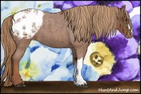 Horse Color:Red Roan Appaloosa