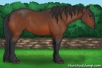 Horse Color:Bay Sabino 