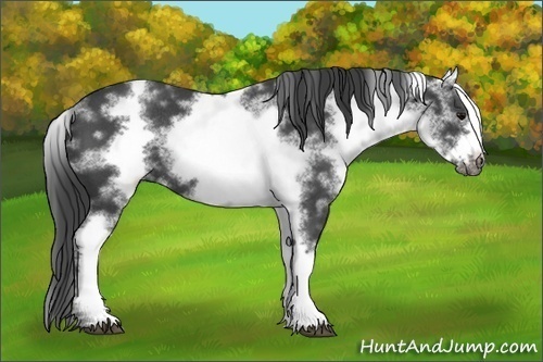 Horse Color: White Spotted Blue Roan Frame Rabicano 