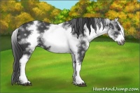 Horse Color:White Spotted Blue Roan Frame Rabicano