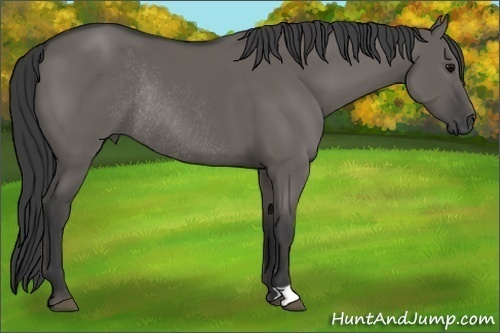 Horse Color: Unknown 