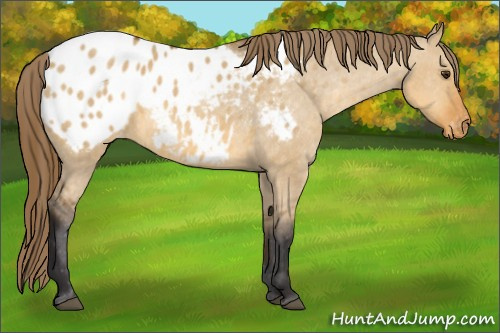 Horse Color:Buckskin Dun Appaloosa Rabicano