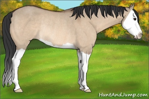 Horse Color: Bay Dun Splash Rabicano 