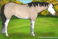 Horse Color:Bay Dun Splash Rabicano 