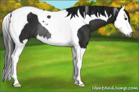 Horse Color:Gray Smoky Black Splash Tobiano Rabicano