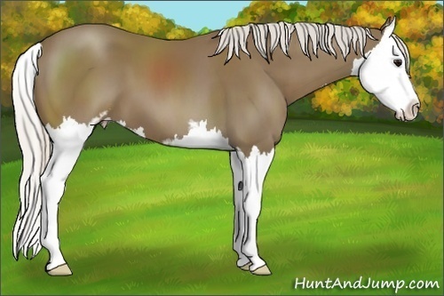 Horse Color: Unknown 