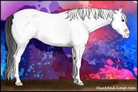 Horse Color:White Spotted Bay 