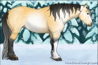 Horse Color:Gray Buckskin
