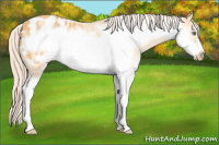 Horse Color:White Spotted Gold Cream Champagne Frame Appaloosa 