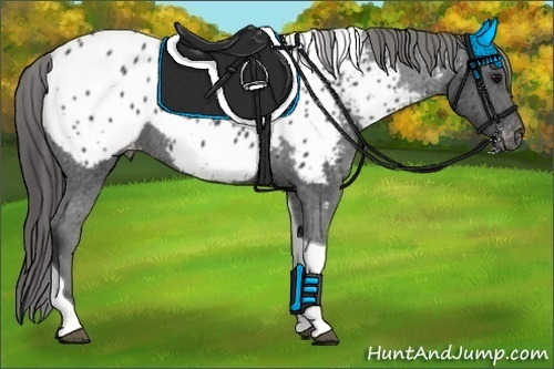 Horse Color:Black Tobiano Blanket 