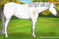 Horse Color:White Spotted Buckskin Splash Tobiano 