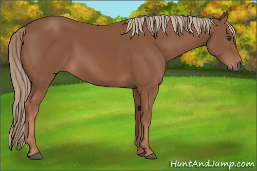 Horse Color: Chestnut Sabino 