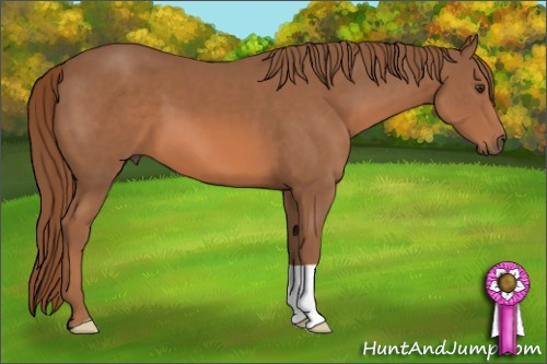 Horse Color: Chestnut 