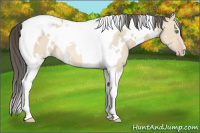 Horse Color:White Spotted Amber Cream Champagne Tobiano Rabicano