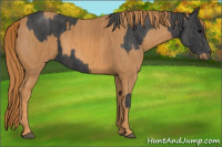 Horse Color:Black  Brindle