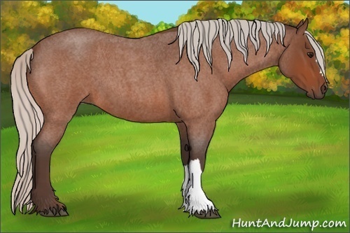 Horse Color: Silver Bay Roan 