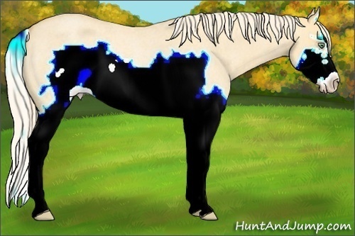 Horse Color: Gold Cream Champagne Roan Dun Splash Frame Rabicano 