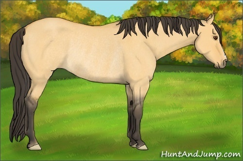 Horse Color: Buckskin Roan Dun Rabicano 
