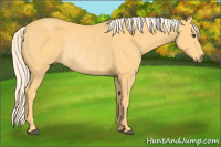 Horse Color:Palomino Rabicano