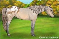 Horse Color:Buckskin Blanket 