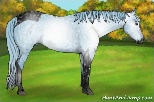 Horse Color:ERROR: UNKNOWN ANOMALY