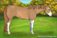 Horse Color:Chestnut Sabino