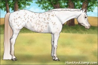 Horse Color:Red Roan Appaloosa 