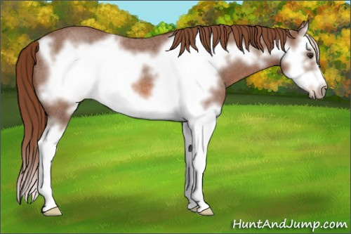 Horse Color: Red Roan Splash Frame 