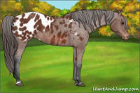Horse Color:Bay Appaloosa